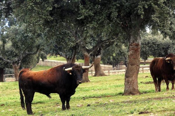 La Comunidad de Madrid se involucra la mejora genética del toro de lidia