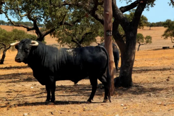 La Comunidad de Madrid refuerza el apoyo al toro de lidia con nuevas ayudas para el sector
