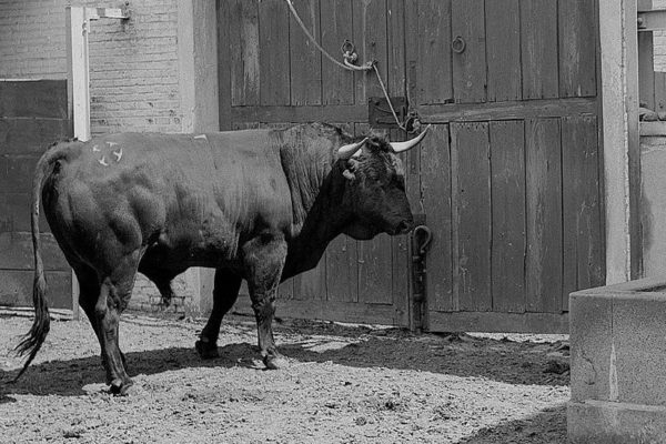 El toro de la posguerra en Madrid, a estudio en el Aula de Tauromaquia